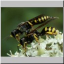 Ectemnius lituratus - Grabwespe 01 Paarung.jpg